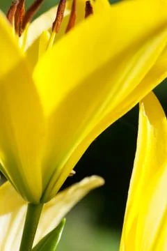 Lilies Stock Photos