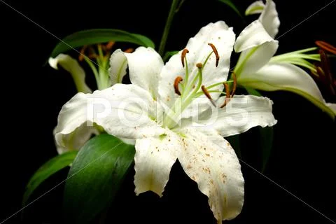 Lilies Stock Photos