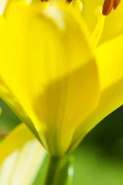 Lilies Stock Photos