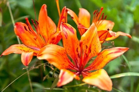 Lilies Stock Photos