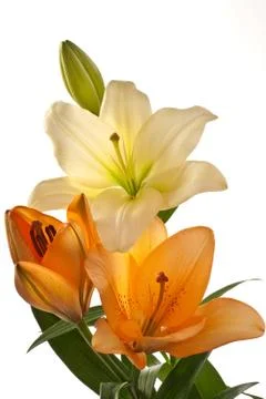 Lilies Stock Photos
