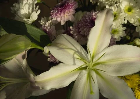 Lilies Stock Photos