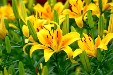 Lilies Stock Photos