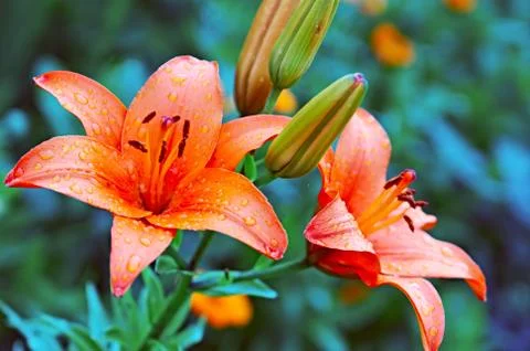 Lilies Stock Photos