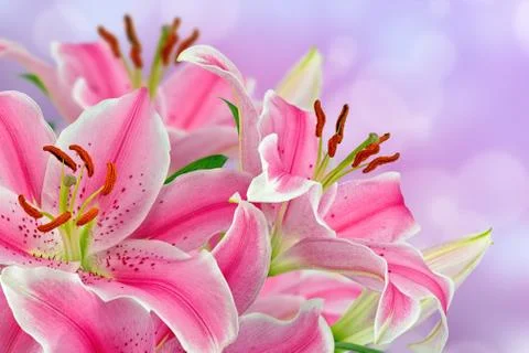 Lilies Stock Photos