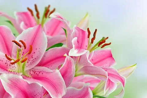 Lilies Stock Photos