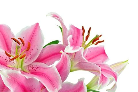 Lilies Stock Photos