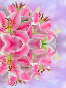 Lilies Stock Photos