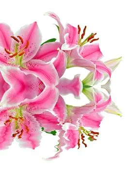 Lilies Stock Photos