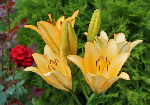 Lilies. Stock Photos