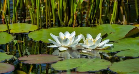 Lilies. Stock Photos