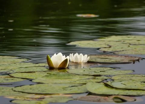Lilies Stock Photos