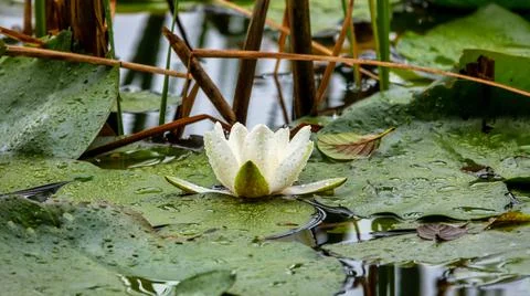 Lilies Stock Photos