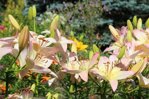 Lilies Stock Photos