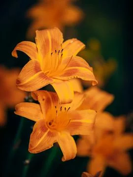 Lilies Stock Photos