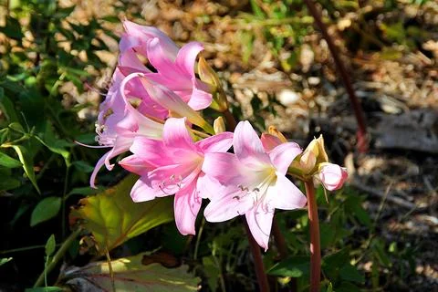 Lilies Stock Photos