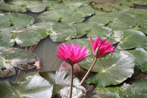 Lilies Stock Photos