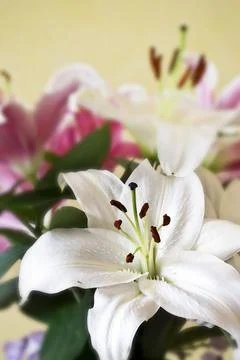 Lilies. Stock Photos