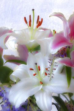 Lilies. Stock Photos