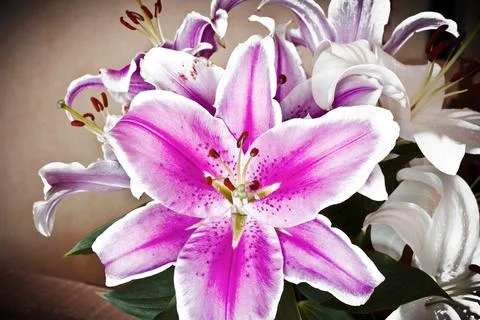 Lilies. Stock Photos