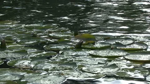 Lilies in pond Stock Footage 10899477