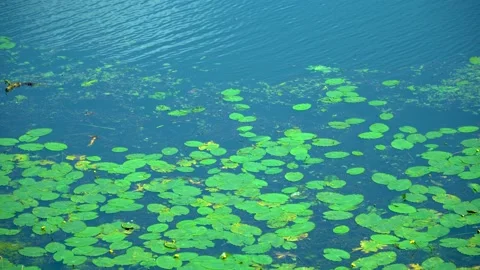 Lilies in the pond Stock Footage 133526117