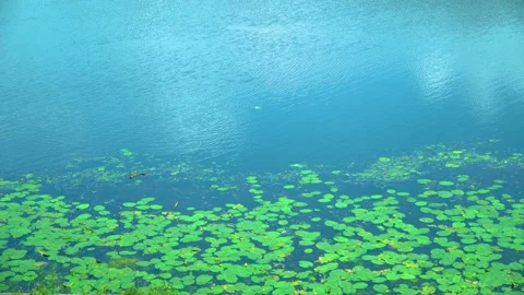 Lilies in the pond Stock Footage 133526119