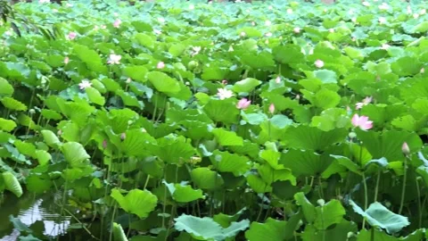 Lilies in the pond Stock Footage 135666849