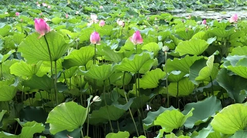 Lilies in the pond Stock Footage 135671453