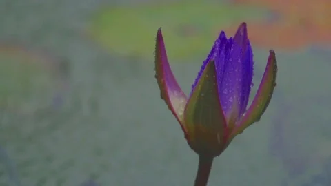 Lilies in the Rain Stock Footage 70584432
