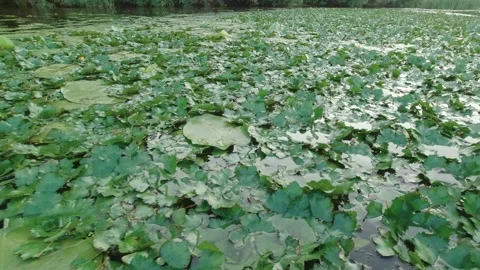 Lilies On The River Stock Footage 162145736