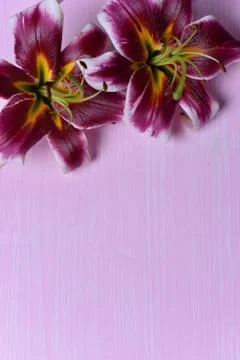 Lilies on the table Stock Photos