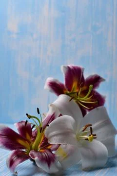 Lilies on the table Stock Photos