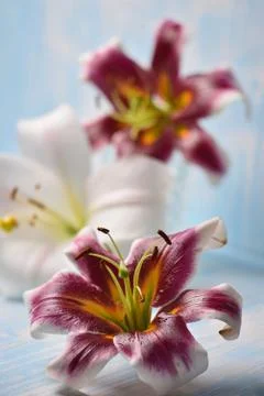 Lilies on the table Stock Photos