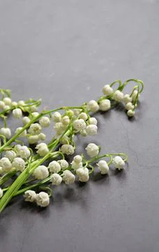 Lilies of the valey Stock Photos