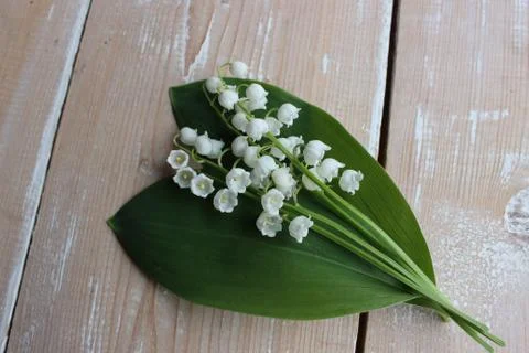 Lilies of the valley on the background of boards Stock Photos