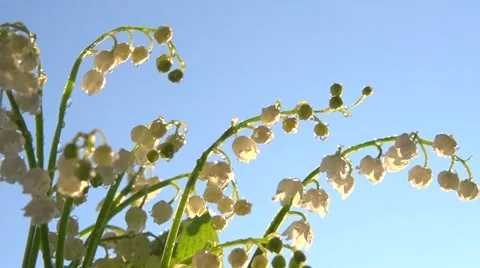 Lilies of the valley on a background of the cloudy sky. Stock Footage 55909413
