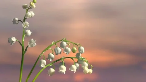 Lilies of the valley on a background of the cloudy sky. Vídeo Stock 75480878