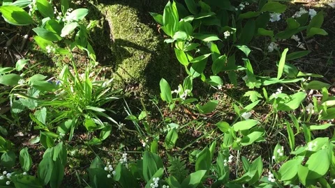 Lilies of the valley blooming in a forest Stock-Footage 75781138