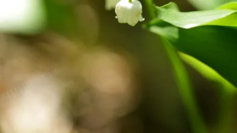 Lilies of the valley in the forest 库存影片 131401899