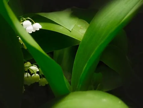 Lilies of the valley with leaves Stock Photos
