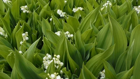 Lilies of the valley in the meadow Vídeos de archivo 109833901