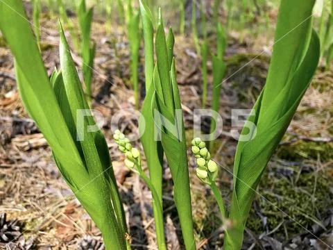 Lilies of the valley in nature, in the forest. Stock Photos