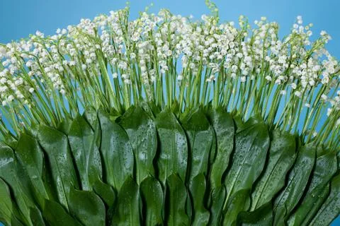 Lilies Of The Valley Stock Photos