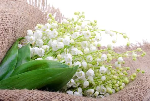 Lilies of the valley on the sacking Stock Photos