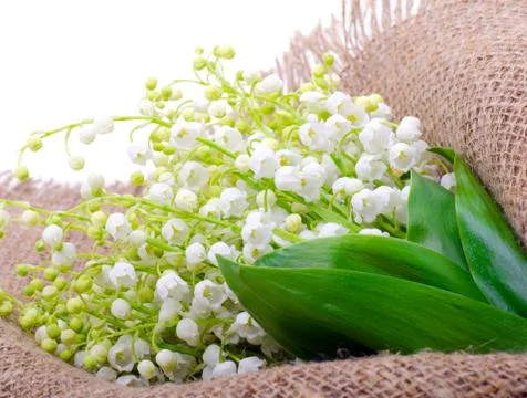 Lilies of the valley on the sacking Stock Photos