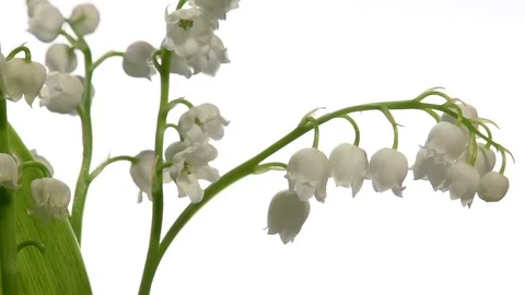 Lilies of the valley on a white background. Video stock 75480993