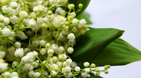 Lilies Of The Valley with wind on white background 動画素材 62927111