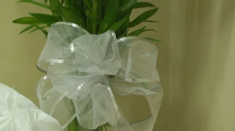 Lilies in a Vase Stock Footage 558473