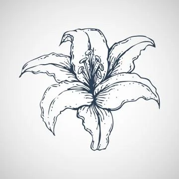 Lilies Vector hand drawn Stock Illustration